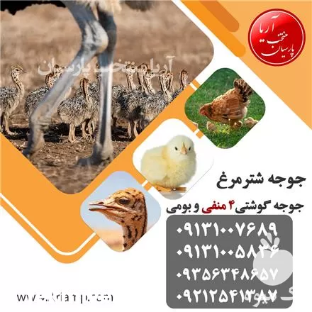 فروش جوجه شترمرغ در اصفهان در گروه مرغ و خروس و بوقلمون و اردک قو قاز در یکمیوه -عکس1