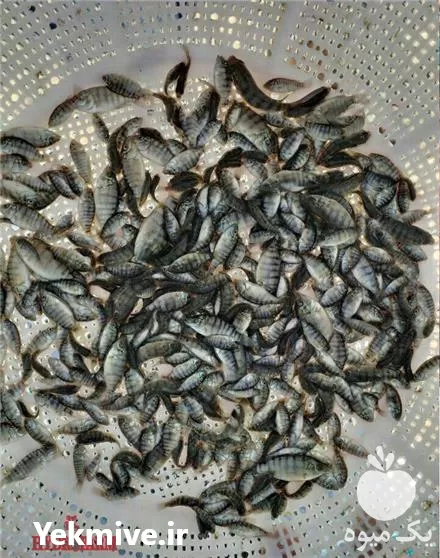 فروش بچه ماهی تیلاپیا در شهریار در گروه خرید و فروش بچه ماهی در یکمیوه -عکس1