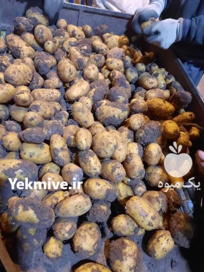 سیب زمینی در بهار  در گروه خرید و فروش بذر سیب زمینی در یکمیوه -عکس1