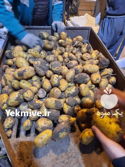 سیب زمینی در بهار  در گروه خرید و فروش بذر سیب زمینی در یکمیوه -عکس2