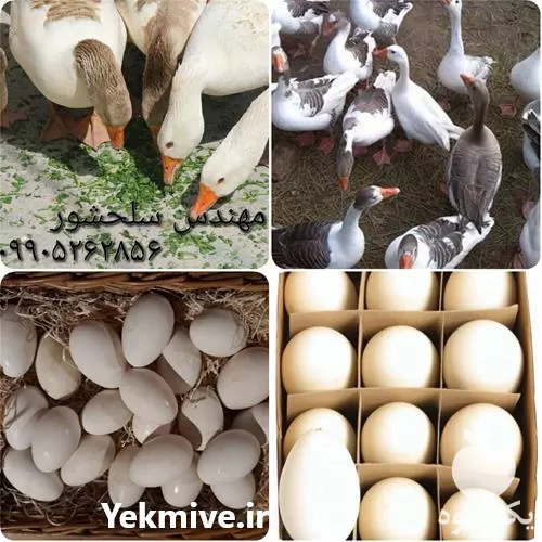 خرید تخم غاز نطفه دار قیمت در کرمان  در گروه انواع تخم ها در یکمیوه -عکس1