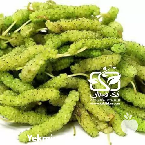 فروش خرید نهال توت موزی در تهران در گروه خرید و فروش نهال توت در یکمیوه -عکس1