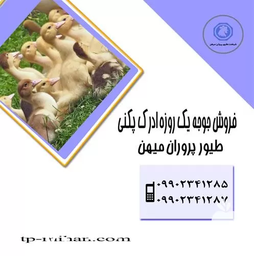 جوجه اردک پکنی در سنین مختلف در تهران در گروه مرغ و خروس و بوقلمون و اردک قو قاز در یکمیوه -عکس1