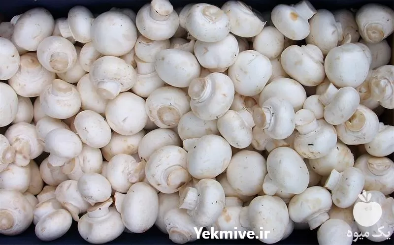 دوره آموزشی پرورش قارچ دکمه ای در گروه دوره آموزش کشاورزی در یکمیوه -عکس1