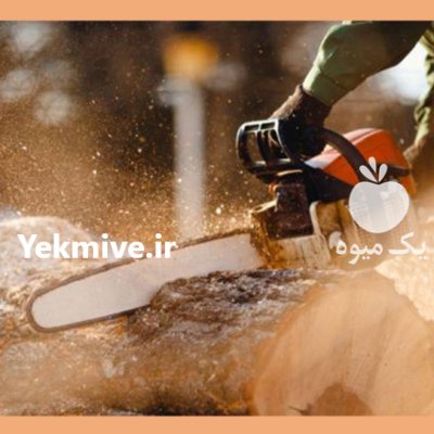 علف تراشی کلیه باغات در گروه خدمات باغبانی در یکمیوه -عکس2