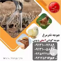 فروش جوجه شترمرغ در اصفهان در گروه مرغ و خروس و بوقلمون و اردک قو قاز در یکمیوه