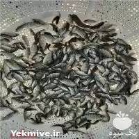 فروش بچه ماهی تیلاپیا در شهریار در گروه خرید و فروش بچه ماهی در یکمیوه