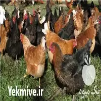 آگهی مشابه فروش مرغ بومی تخمگذار رویان طیور در گروه مرغ و خروس و بوقلمون و اردک قو قاز در یکمیوه