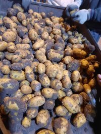 سیب زمینی در بهار  در گروه خرید و فروش بذر سیب زمینی در یکمیوه