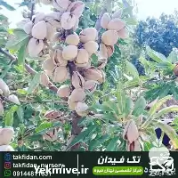 خرید و قیمت نهال بادام سوپرنوا در آذربایجان غربی در گروه خرید و فروش نهال بادام در یکمیوه