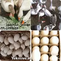 خرید تخم غاز نطفه دار قیمت در کرمان  در گروه انواع تخم ها در یکمیوه