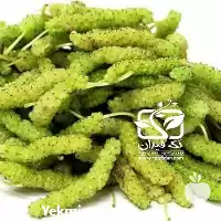 فروش خرید نهال توت موزی در تهران در گروه خرید و فروش نهال توت در یکمیوه