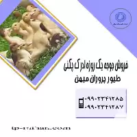 جوجه اردک پکنی در سنین مختلف در تهران در گروه مرغ و خروس و بوقلمون و اردک قو قاز در یکمیوه