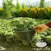 فروش انواع شمشاد در گروه خرید و فروش گیاهان زینتی در یکمیوه