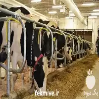 آموزش پرورش دام سنگین در گروه دوره آموزش کشاورزی در یکمیوه