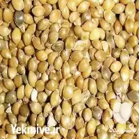 قیمت خرید ارزن درشت در زنجان در گروه خرید و فروش غلات و حبوبات در یکمیوه