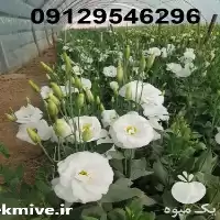 قیمت خرید عمده گل لیسین توس در گروه خرید و فروش گیاهان زینتی در یکمیوه