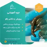آموزشی پرورش تکثیر صنعتی زالو کبیر زمردی در گروه دوره آموزش کشاورزی در یکمیوه