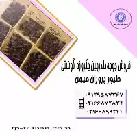 قیمت خرید جوجه بلدرچین یک روزه در گروه مرغ و خروس و بوقلمون و اردک قو قاز در یکمیوه