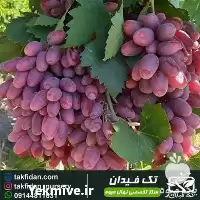 فروش نهال انگور جوین در گروه خرید و فروش نهال انگور در یکمیوه