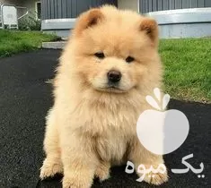 قیمت خرید سگ چاوچاو اصیل در تهران در گروه سگ و گربه در یکمیوه -عکس1