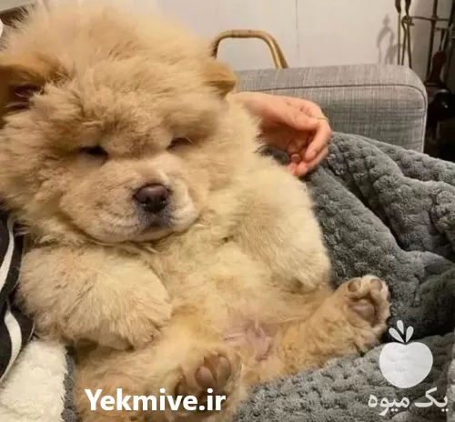 قیمت خرید سگ چاو چاو اصیل در قم در گروه سگ و گربه در یکمیوه -عکس1
