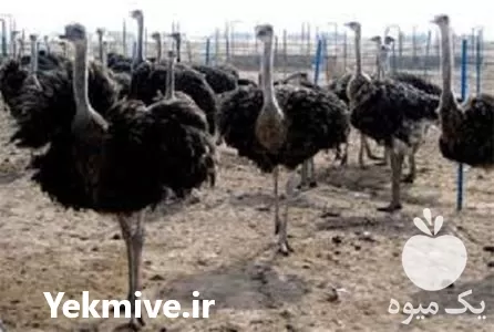 دوره آموزش حرفه ای پرورش شترمرغ در تهران در گروه دوره آموزش کشاورزی در یکمیوه -عکس1