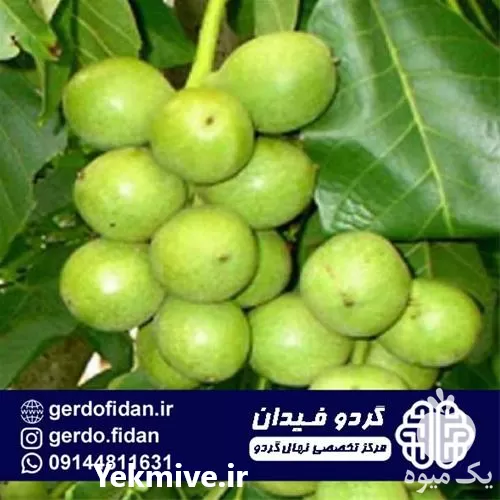خرید قیمت نهال گردو خوشه ای در آذربایجان غربی در گروه خرید و فروش نهال گردو در یکمیوه -عکس1