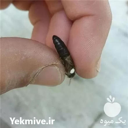 پرورش تولید ملکه کارنیکا جفت طبیعی در تهران در گروه خرید و فروش زنبورعسل در یکمیوه -عکس1
