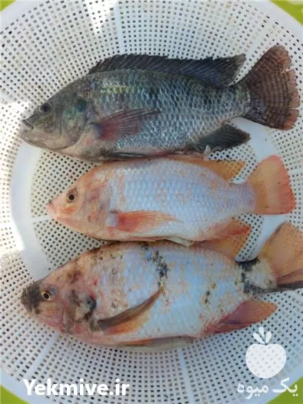 قیمت خرید بچه ماهی تیلاپیا در کرج در گروه خرید و فروش بچه ماهی در یکمیوه -عکس1