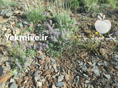 فروش اویشن در گروه خرید و فروش پاجوش گل و گیاه در یکمیوه -عکس1