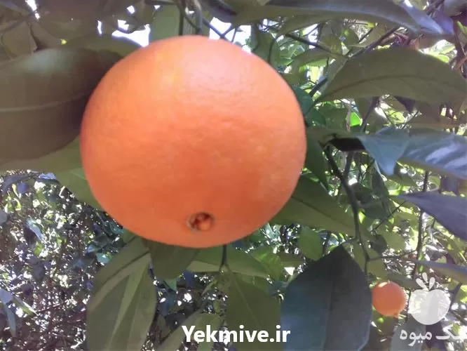 فروش درخت پرتقال تاراکو خونی گلدانی در گروه خرید و فروش نهال پرتقال در یکمیوه -عکس1