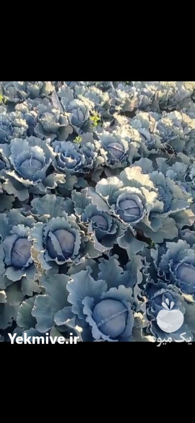 کلم قرمز در کوار در گروه خرید و فروش انواع کلم در یکمیوه