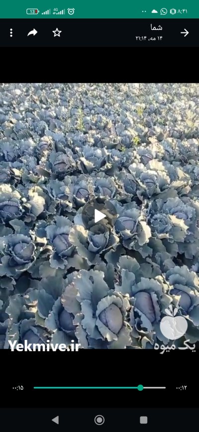 کلم قرمز در کوار در گروه خرید و فروش انواع کلم در یکمیوه -عکس2