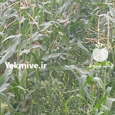 ذرت مکزیکی در گروه خرید و فروش ذرت در یکمیوه -عکس1