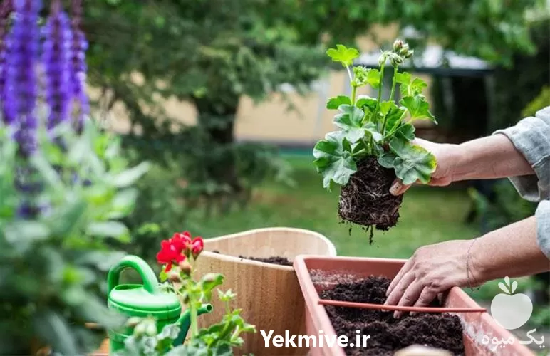 قیمت خرید خاک پرلیت عمده کشاورزی در تهران در گروه خرید و فروش انواع کود کشاورزی در یکمیوه -عکس1