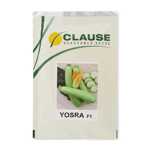 عرضه بذر کدو خورشتی یسرا در خراسان رضوی در گروه خرید و فروش بذر کدو در یکمیوه -عکس1