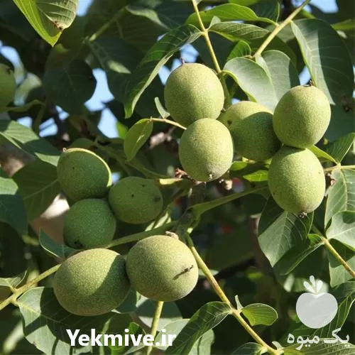 عرضه و فروش نهال گردو چندلر در اصفهان در گروه خرید و فروش نهال گردو در یکمیوه -عکس1