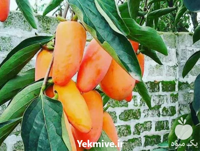 فروش نهال خرمالو در گروه خرید و فروش نهال خرمالو در یکمیوه -عکس1