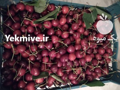 گیلاس سرخ آباد ورسک در فیروزکوه در گروه خرید و فروش گیلاس در یکمیوه -عکس1
