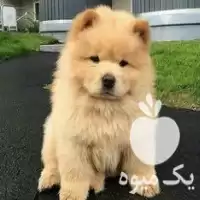 قیمت خرید سگ چاوچاو اصیل در تهران در گروه سگ و گربه در یکمیوه