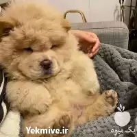قیمت خرید سگ چاو چاو اصیل در قم در گروه سگ و گربه در یکمیوه