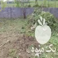 باغبانی علف تراشی با دستگاه سمپاشی در گروه هرس کاری در یکمیوه