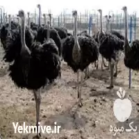 دوره آموزش حرفه ای پرورش شترمرغ در تهران در گروه دوره آموزش کشاورزی در یکمیوه