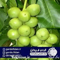 خرید قیمت نهال گردو خوشه ای در آذربایجان غربی در گروه خرید و فروش نهال گردو در یکمیوه