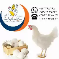 قیمت خرید پولت تخم گذار در تهران در گروه مرغ و خروس و بوقلمون و اردک قو قاز در یکمیوه