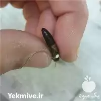 پرورش تولید ملکه کارنیکا جفت طبیعی در تهران در گروه خرید و فروش زنبورعسل در یکمیوه