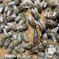 فروش پرورش نگهداری تکثیر زنبور عسل در تهران در گروه خرید و فروش زنبورعسل در یکمیوه