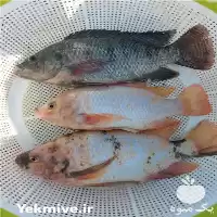 قیمت خرید بچه ماهی تیلاپیا در کرج در گروه خرید و فروش بچه ماهی در یکمیوه