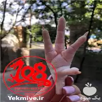 فروش پنجه و پای مرغ صادراتی در تهران در گروه مرغ و خروس و بوقلمون و اردک قو قاز در یکمیوه